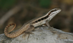 Thomazeau Curlytail Lizard photo 3