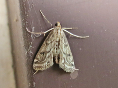 Parapoynx allionealis