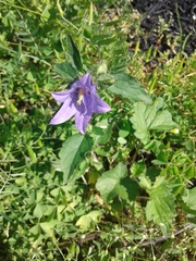 Campanula trachelium