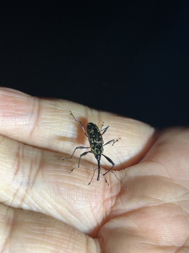Nesotocus kauaiensis observed 2025-03-06