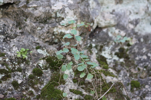 Image of Ovate-Leaf Cliffbrake (Pellaea ovata) by no rights reserved
