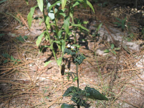 Solanum nigrum