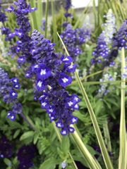 Salvia farinacea