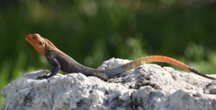 Agama picticauda