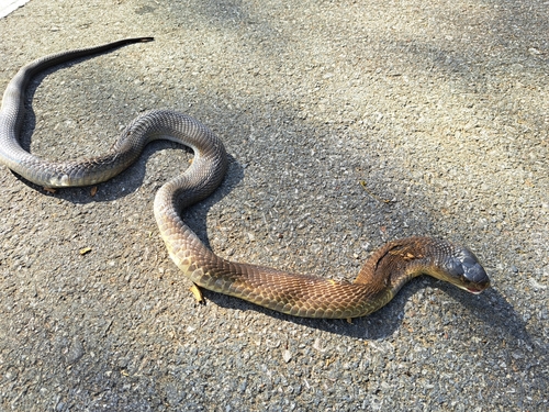 Monocled Cobra
