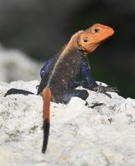 Agama picticauda