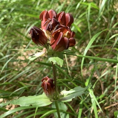 Gentiana purpurea