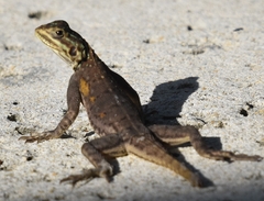 Agama picticauda