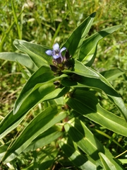 Gentiana cruciata cruciata