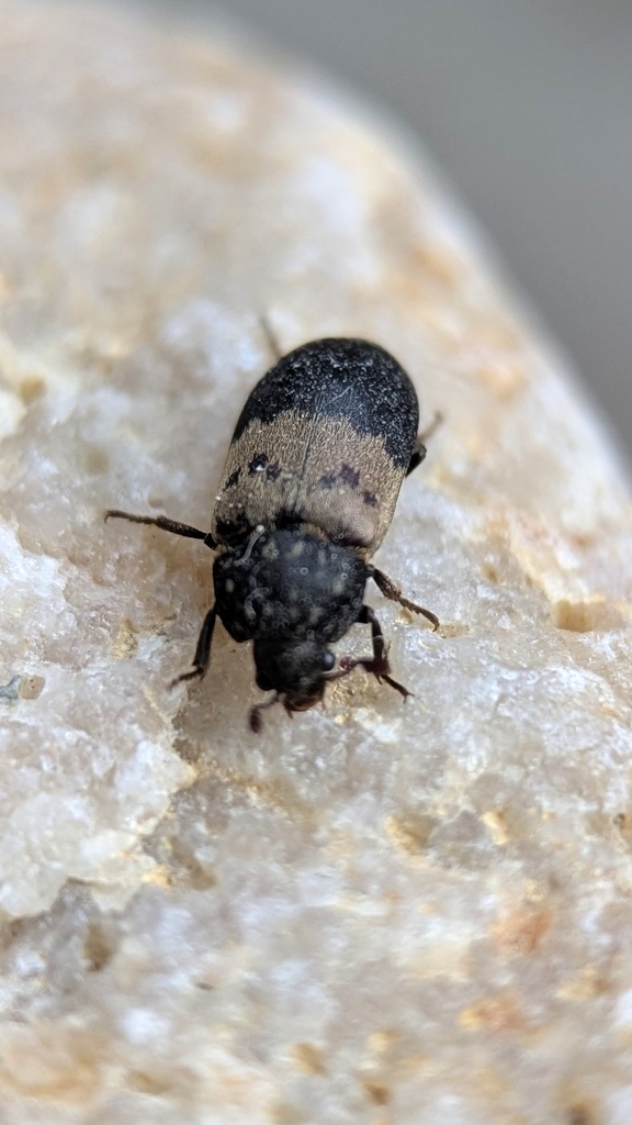 Larder Beetle