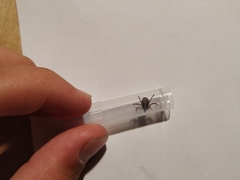 Hyalomma