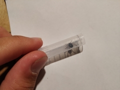 Hyalomma