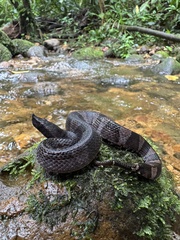 Amazonian Toad-Headed Pitviper photo 3