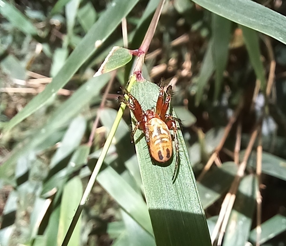 Mangora nonoai