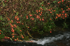 Impatiens verticillata