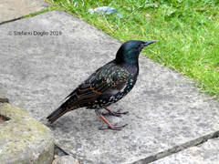 Sturnus vulgaris
