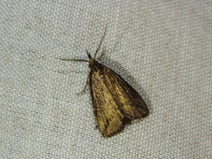 Macrochilo orciferalis