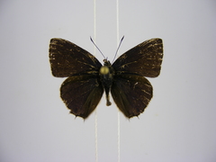 Anthene rubricinctus rubricinctus