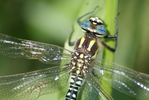 Hairy Dragonfly