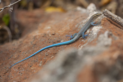 Pholidoscelis lineolatus