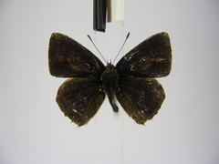 Anthene rubricinctus rubricinctus