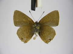 Anthene rubricinctus rubricinctus