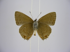 Anthene rubricinctus rubricinctus