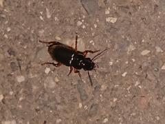 Harpalus griseus