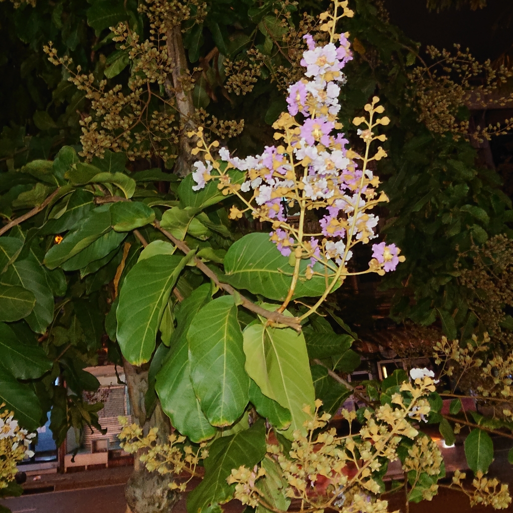 Bằng lăng nhiều hoa (Lagerstroemia floribunda)