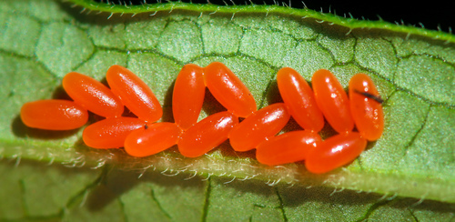 Swamp Milkweed Leaf Beetle, photo 4 of 7