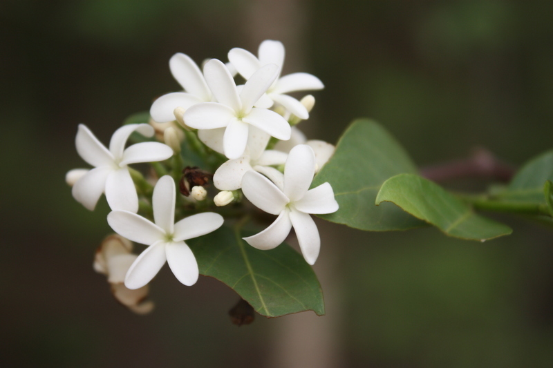 Holarrhena floribunda