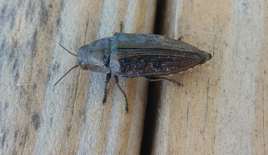 Spotted-belly Buprestid Beetle