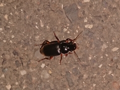Harpalus griseus