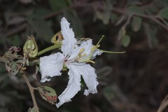 Bauhinia petersiana subsp. macrantha image