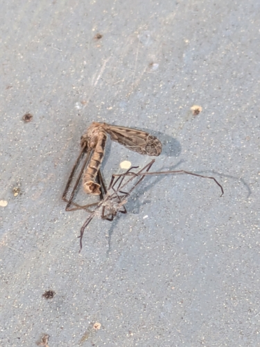 Range Crane Fly photo 3
