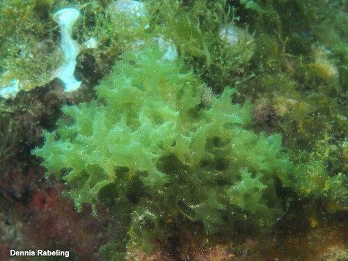 Rosenvingea observed 2025-03-14