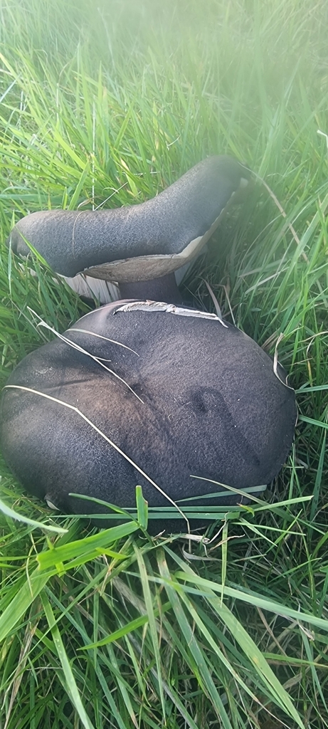 Tylopilus formosus · March 2025 · photo: © gavinwhite (iNaturalist, cc-by)
