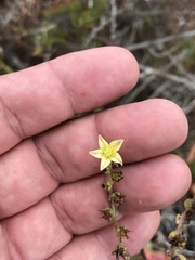 Dudleya attenuata attenuata