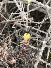 Dudleya attenuata attenuata