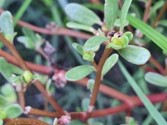 Portulaca obtusa, photograph (c) Rocío Esmeralda Pose, some rights reserved (CC BY)