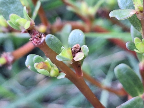 Portulaca obtusa, photograph 6