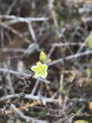 Dudleya attenuata attenuata