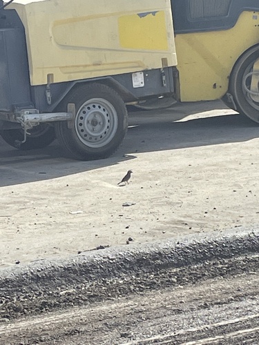 House Sparrow