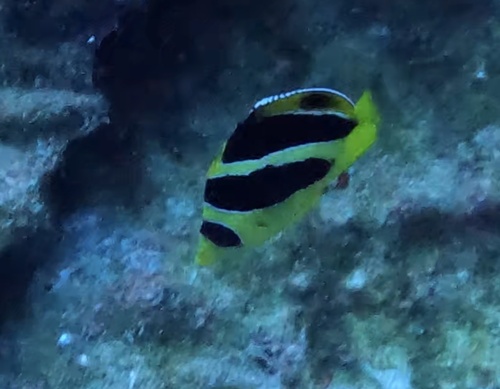 Chaetodon mitratus observed 2025-03-14