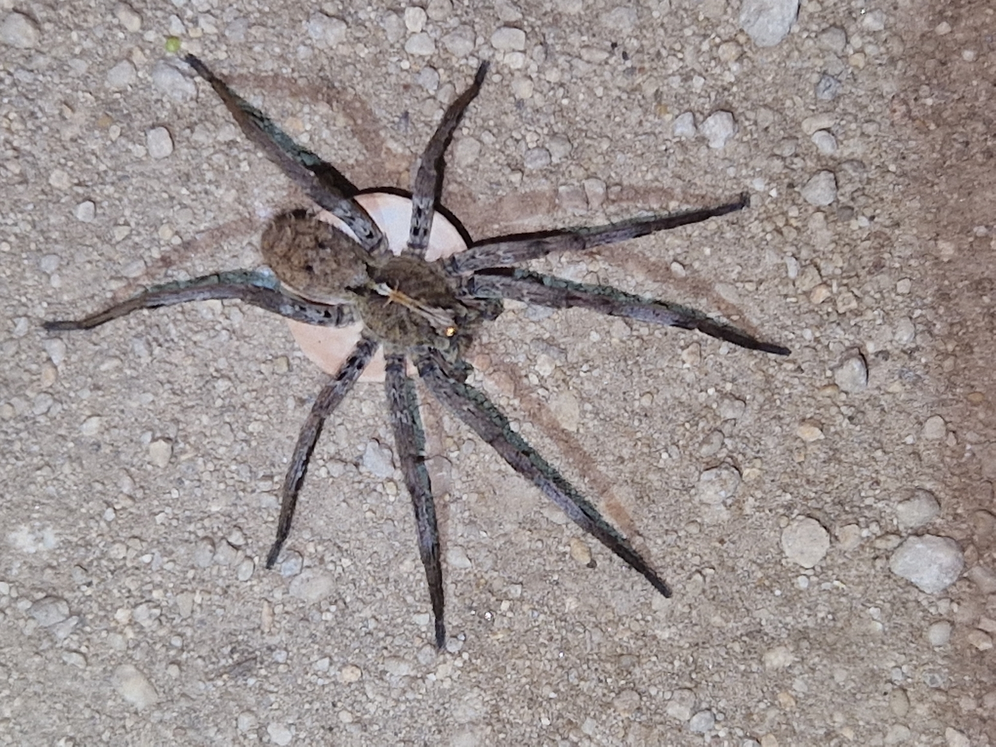 Ctenus modestus