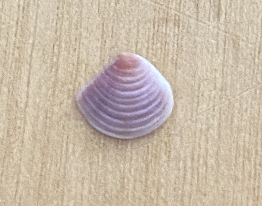 Scambulinae
