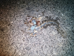 Aspidoscelis marmoratus