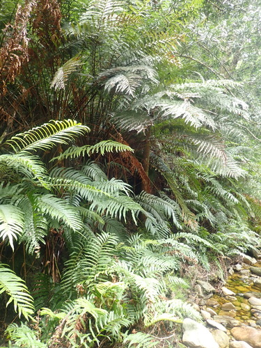 Image of Blechnum capense by (c) Nicola van Berkel, some rights reserved (CC BY-SA)