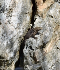 Cyclura nubila