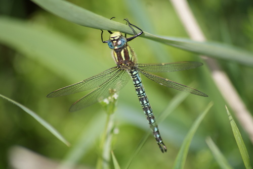Hairy Dragonfly
